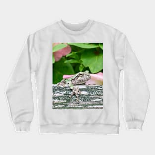 Grey Tree Frog Hangin' Crewneck Sweatshirt